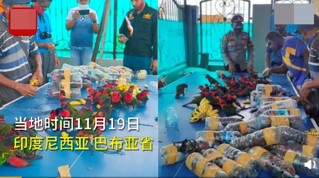 74只珍稀鸚鵡被塞進(jìn)塑料瓶走私1.jpg