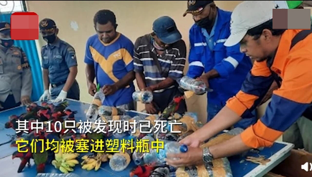 74只珍稀鸚鵡被塞進(jìn)塑料瓶走私2.jpg