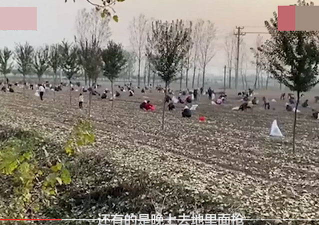 承包商收花生遭數(shù)百村民哄搶4.jpg