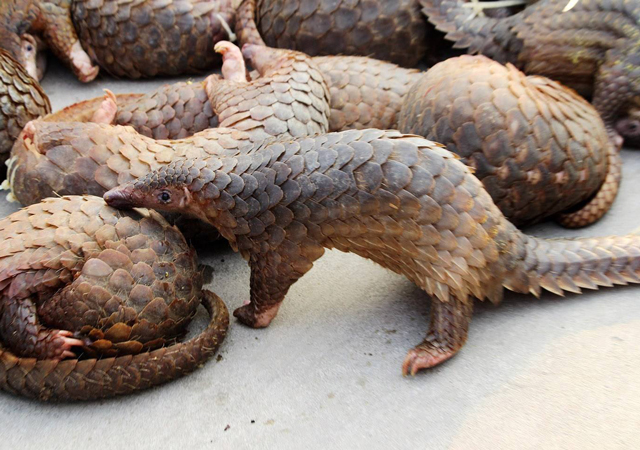 瀕危野生動物2.jpg
