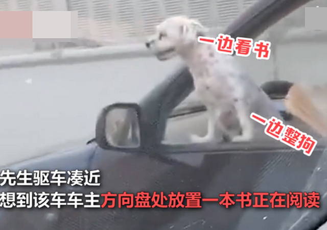 司機開車時邊擼狗邊看書1.jpg