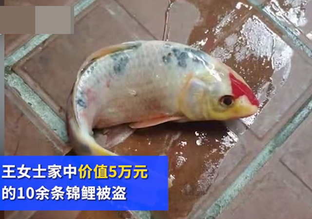 男子偷5萬元錦鯉曬成小魚干1.jpg