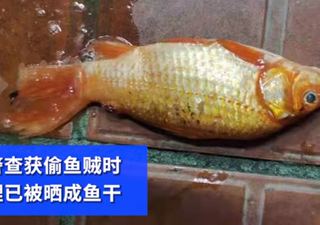 男子偷5萬元錦鯉曬成小魚干2.jpg
