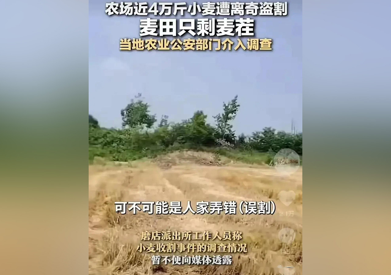 偷幾十畝小麥主動送回不追責(zé)可能嗎640.jpg