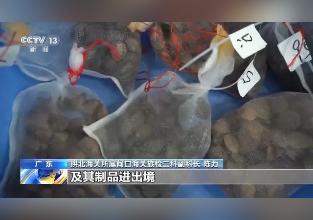 男子身上藏454只烏龜入境被查640.jpg