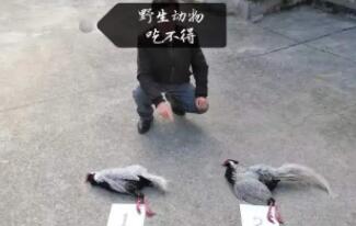 獵捕野生動物違反了哪條法律