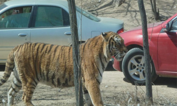 動(dòng)物園傷亡事件多發(fā) 安全管理責(zé)任亟待細(xì)化明確