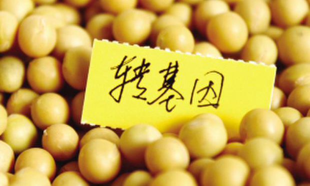 轉(zhuǎn)基因非法種植入刑勢在必行 專家提設(shè)立基因技術(shù)罪