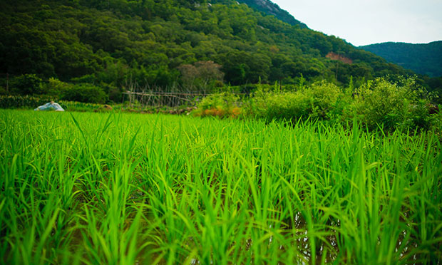 曹衛(wèi)星：從國家戰(zhàn)略高度推動土地整治