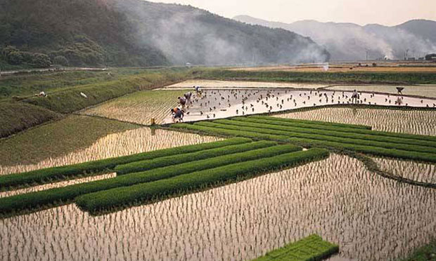 金融業(yè)布局土地流轉(zhuǎn)全面提速 專家建議加快法律修訂