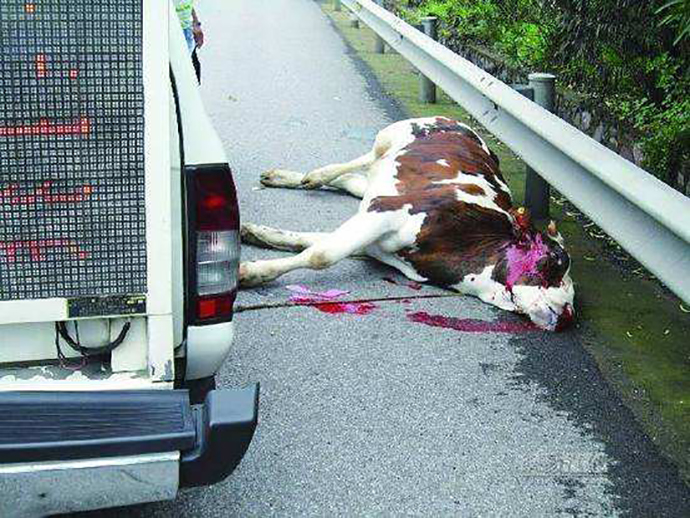 撞傷動物逃逸是否構(gòu)成交通肇事