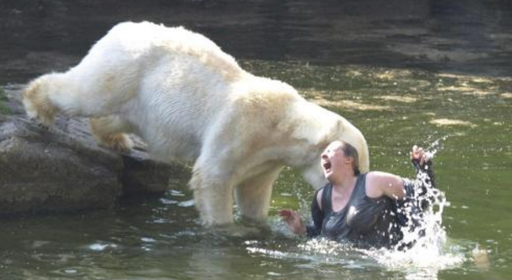 動物園動物傷人應該怎樣定則,？